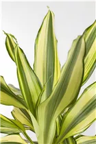 Dracaena fragrans 'Yellow Coast' - Drachenbaum 'Yellow Coast'