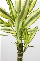 Dracaena fragrans 'Yellow Coast' - Drachenbaum 'Yellow Coast'