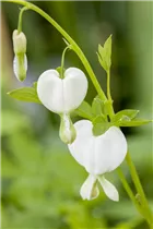 Dicentra spectabilis 'Alba' - Hohe Garten-Herzblume 'Alba'