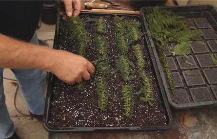 Farn - Vermehren durch Brutknöllchen Farn - Vermehren durch Brutknöllchen