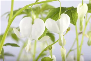 Dicentra spectabilis 'Alba' - Hohe Garten-Herzblume 'Alba'