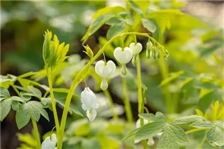 Dicentra spectabilis 'Alba' - Hohe Garten-Herzblume 'Alba'
