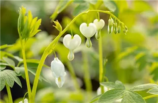 Dicentra spectabilis 'Alba' - Hohe Garten-Herzblume 'Alba'
