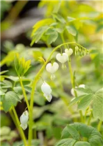 Dicentra spectabilis 'Alba' - Hohe Garten-Herzblume 'Alba'