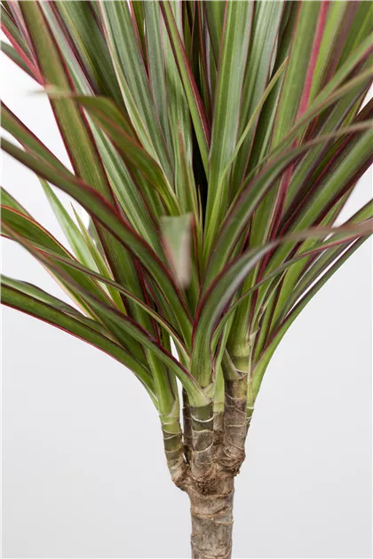 Drachenbaum 'Bicolor', Dracaena marginata 'Bicolor'