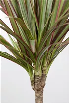 Dracaena marginata 'Bicolor' - Drachenbaum 'Bicolor'