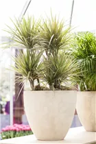 Dracaena marginata 'Bicolor' - Drachenbaum 'Bicolor'