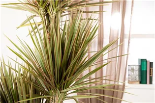 Dracaena marginata 'Bicolor' - Drachenbaum 'Bicolor'