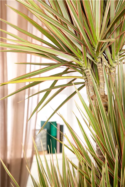 Drachenbaum 'Bicolor', Dracaena marginata 'Bicolor'