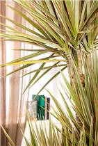 Dracaena marginata 'Bicolor' - Drachenbaum 'Bicolor'