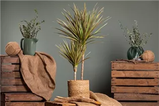 Dracaena marginata 'Bicolor' - Drachenbaum 'Bicolor'