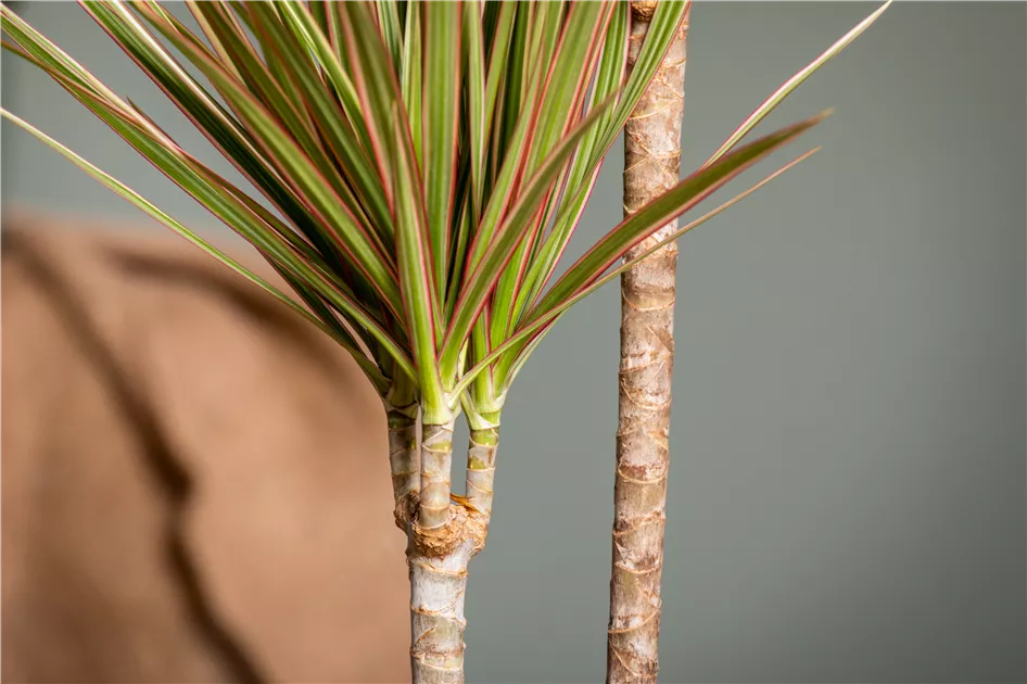 Drachenbaum 'Bicolor', Dracaena marginata 'Bicolor'