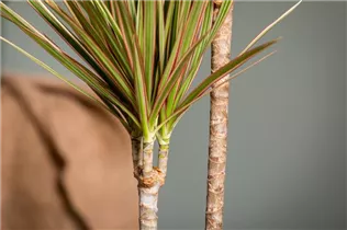 Dracaena marginata 'Bicolor' - Drachenbaum 'Bicolor'