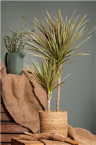 Dracaena marginata 'Bicolor' - Drachenbaum 'Bicolor'