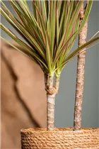 Dracaena marginata 'Bicolor' - Drachenbaum 'Bicolor'