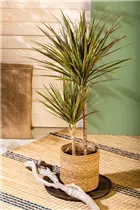 Dracaena marginata 'Bicolor' - Drachenbaum 'Bicolor'