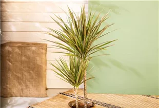 Dracaena marginata 'Bicolor' - Drachenbaum 'Bicolor'