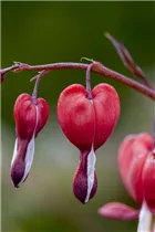 Dicentra spectabilis 'Valentine'® - Tränendes Herz 'Valentine'®