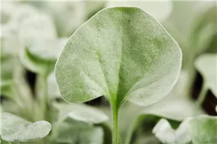 Dichondra argentea 'Silver Falls' - Silberregen  Dichondra argentea 'Silver Falls' - Silberregen