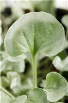 Dichondra argentea 'Silver Falls' - Silberregen  Dichondra argentea 'Silver Falls' - Silberregen