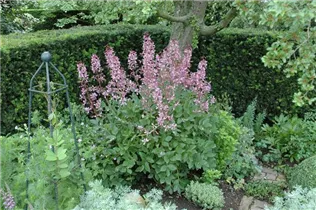 Dictamnus albus - Gewöhnlicher Diptam