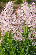 Dictamnus albus - Gewöhnlicher Diptam