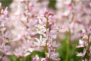 Dictamnus albus - Gewöhnlicher Diptam