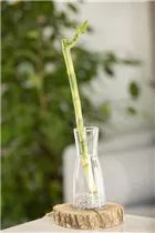 Dracaena sanderiana - Glücksbambus Dracaena sanderiana - Glücksbambus