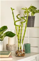 Dracaena sanderiana - Glücksbambus Dracaena sanderiana - Glücksbambus