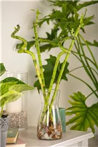 Dracaena sanderiana - Glücksbambus Dracaena sanderiana - Glücksbambus