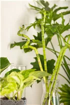 Dracaena sanderiana - Glücksbambus Dracaena sanderiana - Glücksbambus