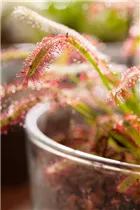Drosera intermedia - Mittlerer Sonnentau Drosera intermedia - Mittlerer Sonnentau