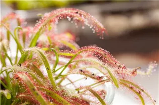 Drosera intermedia - Mittlerer Sonnentau Drosera intermedia - Mittlerer Sonnentau