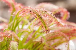 Drosera intermedia - Mittlerer Sonnentau Drosera intermedia - Mittlerer Sonnentau