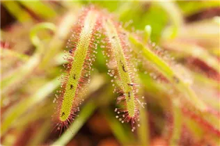 Drosera intermedia - Mittlerer Sonnentau Drosera intermedia - Mittlerer Sonnentau