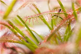 Drosera intermedia - Mittlerer Sonnentau Drosera intermedia - Mittlerer Sonnentau