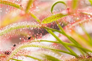 Drosera intermedia - Mittlerer Sonnentau Drosera intermedia - Mittlerer Sonnentau