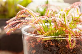 Drosera intermedia - Mittlerer Sonnentau Drosera intermedia - Mittlerer Sonnentau