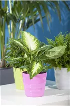 Dieffenbachia seguine - Dieffenbachie