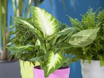Dieffenbachia seguine - Dieffenbachie Dieffenbachia seguine - Dieffenbachie