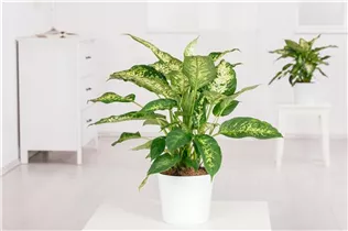 Dieffenbachia seguine - Dieffenbachie