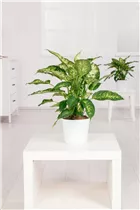 Dieffenbachia seguine - Dieffenbachie