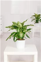 Dieffenbachia seguine - Dieffenbachie