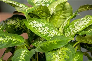 Dieffenbachia seguine 'Compacta' - Dieffenbachie 'Compacta' Dieffenbachia seguine 'Compacta' - Dieffenbachie 'Compacta'