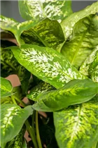 Dieffenbachia seguine 'Compacta' - Dieffenbachie 'Compacta' Dieffenbachia seguine 'Compacta' - Dieffenbachie 'Compacta'