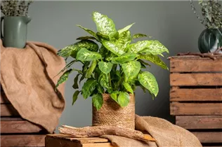 Dieffenbachia seguine 'Compacta' - Dieffenbachie 'Compacta' Dieffenbachia seguine 'Compacta' - Dieffenbachie 'Compacta'