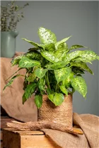 Dieffenbachia seguine 'Compacta' - Dieffenbachie 'Compacta' Dieffenbachia seguine 'Compacta' - Dieffenbachie 'Compacta'