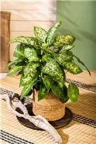 Dieffenbachia seguine 'Compacta' - Dieffenbachie 'Compacta' Dieffenbachia seguine 'Compacta' - Dieffenbachie 'Compacta'