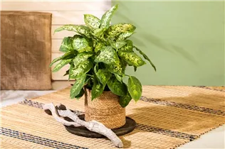 Dieffenbachia seguine 'Compacta' - Dieffenbachie 'Compacta' Dieffenbachia seguine 'Compacta' - Dieffenbachie 'Compacta'