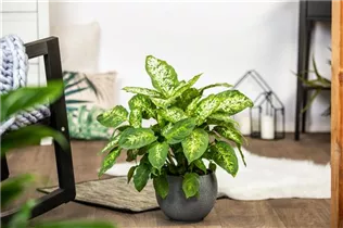 Dieffenbachia seguine 'Compacta' - Dieffenbachie 'Compacta' Dieffenbachia seguine 'Compacta' - Dieffenbachie 'Compacta'